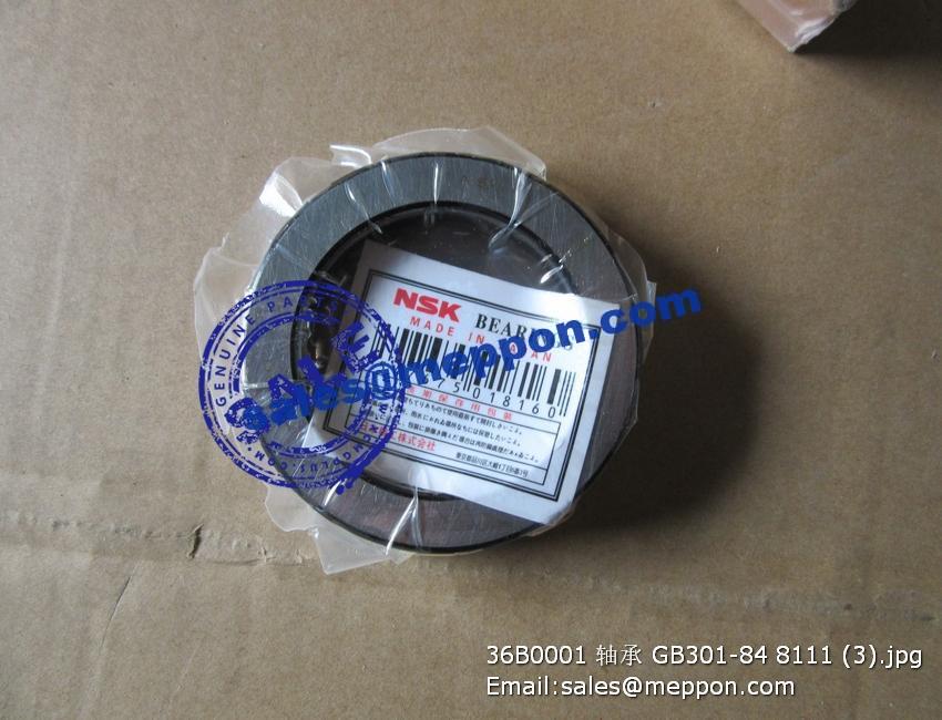 大法螺貝 法螺貝 4個のセット 法螺貝 4個のセット 法螺貝 35cm ZX 30 /